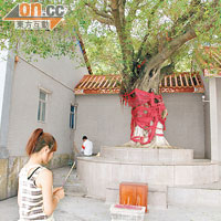 廟旁有棵綁上紅帶的大榕樹，據說可帶來好姻緣。