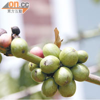 在福山主要種植Robusta及Arabica兩種咖啡豆。