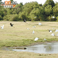 Kaudulla國家公園是斯里蘭卡重要的鳥類棲息地。
