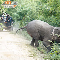 大象曾經企圖把同伴拉到路上，可惜因為太斜而失敗，令牠更加焦躁不安。