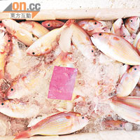 走入魚市場，新鮮海產隨處可見，那張粉紅色的紙仔是標記每箱魚獲的重量。