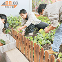 照顧苗圃的匡智會學員全部擁有五、 六年園藝經驗。