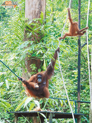 紅毛猩猩的一大特質是懂得擺甫士，食着蕉也保持優美的姿態上鏡。