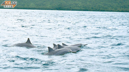 估不到來到斐濟，竟然可以看到那麼多野生海豚，場面震撼！
