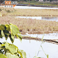 河畔的水稻田，不難發現鷺鳥的蹤迹。
