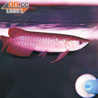 頂級血紅龍<BR>紅龍適合在深色魚缸生長，其鱗片愈紅愈有光澤，售價愈高。