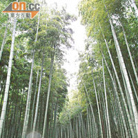 一大片竹林，正是當年吸引度假村創辦人Grant Horsfield的景色。