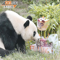 福龍是在奧地利出世的熊貓，規定兩歲時要送回中國。