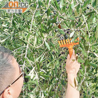 採摘橄欖必須以人手及小工具進行，以免損害橄欖品質。