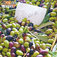 收成期間，橄欖要分為不同品種處理，炮製成純品種橄欖油。