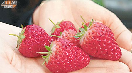 園內的草莓紅潤飽滿，湊近更可聞到一陣果香。