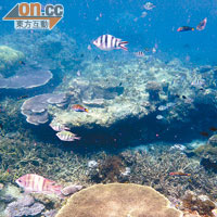 色彩繽紛的珊瑚加上可愛的熱帶魚，形成一幅超讚的海底風情畫。
