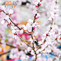 從日本而來的櫻花，現已在北京落地生根。