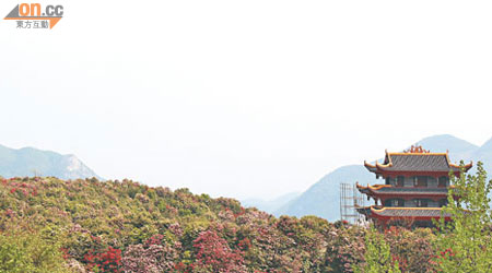 花神廟坐落於杜鵑花山中，可幸外觀並未影響繁花景致。