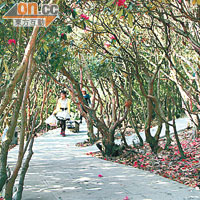 普底景區鋪有很多小徑，讓遊人穿梭於杜鵑樹中。