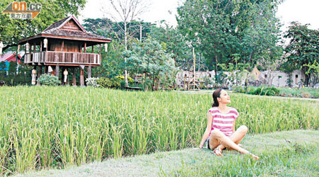 度假村自擁稻田，令人置身泰北農村。