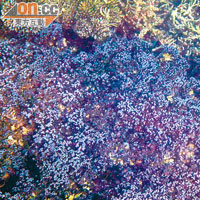 這裏獨有的藍珊瑚，猶如海中的藍寶石。