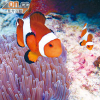 在水底中發現小丑魚在珊瑚群中出現，非常可愛。