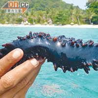 這裏無污染的海水孕育出肥美的海參，記住不可拿走！