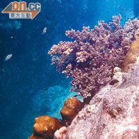 海底世界景色超壯觀，擁有不同的珊瑚跟熱帶魚。