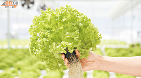 以嶄新方法種植的蔬菜色澤翠綠健康，一手將葉撕開，可聽到「咔嚓」的清脆聲音，不用沖水即可食用。