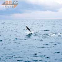 飛旋海豚真能跳到反轉再反轉，絕非浪得虛名。