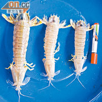 捕獲的瀨尿蝦大致分為3種Size，最細的一款也比箱頭筆來得粗長。