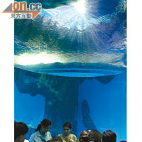 呈球體形的巨型阿加力膠幕牆，遊客可以以270度近距離欣賞動物，猶如置身海洋中。