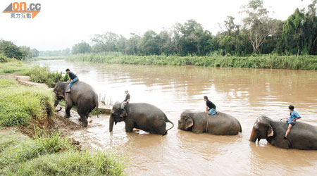 每朝早象伕都會帶大象到河中沖涼，你睇佢哋幾守秩序！