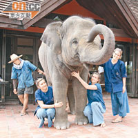 澳洲的獸醫學生專程到度假村做義工，學習有關大象的護理知識。