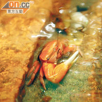招潮蟹是紅樹林常見生物。