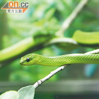 「林地」主題區可找到本地常見的翠青蛇，由於牠剛脫皮不久，色澤特別鮮艷。