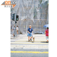 導盲犬認得馬路位，會帶視障人士於馬路邊停低。
