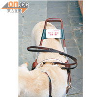 導盲犬背上設有導盲鞍，方便視障人士握着行走，所以狗隻體形不能太小。