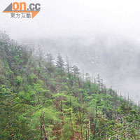 山下還可見到綠林，但當穿過霧層，山上風景立即變白。