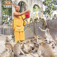 只要幫襯寺旁的士多買桶香蕉，便可以像這位僧人一樣，被群猴簇擁。