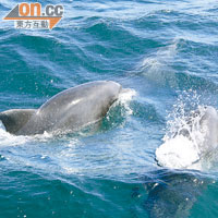 海豚在日出和日落時分都會特別雀躍，常會跳出水面翻觔斗。 