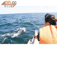 當地水域長年聚居了250多條海豚。