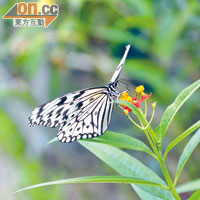 蝴蝶活躍期為清晨，下午時間牠們多半會躲起來避暑。