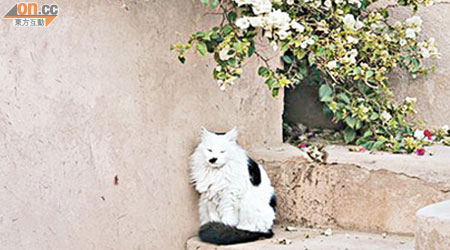 摩洛哥的長毛貓，跟當地花園一樣高貴。