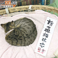 陳琁說有客人愛拿着這條紙牌來跟貓玩耍。 