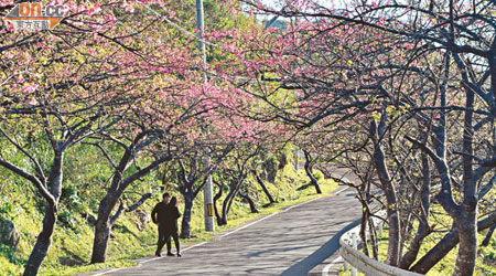 八重岳的山道兩旁開滿「日本第一櫻」，斜陽下氣氛極浪漫。