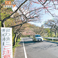 櫻花樹就長在車道兩旁，若有駕駛者邊停邊影就會造成塞車。