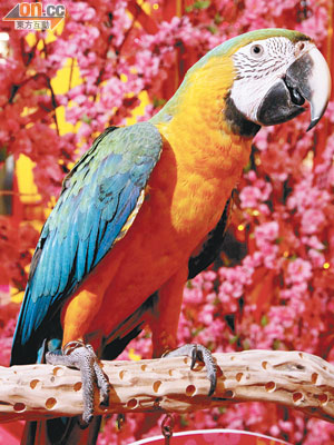 以藍黃金剛鸚鵡跟紅綠金剛鸚鵡配種而成的斑色金剛鸚鵡，屬極珍貴品種。