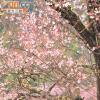 每年3至4月都是村內桃花盛放的季節。