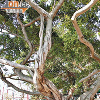 沿着海傍道步行至天后廟，會經過一棵百年老樹，村民更將之命名心願樹。