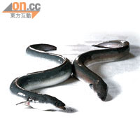 鰻魚，又稱鱔和八目鰻。屬於鰻鱺目分類下的物種總稱，是一種外觀似蛇、具有魚基本特徵的魚類。
