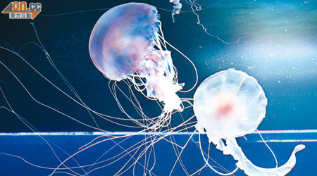 黑海刺水母<br>黑海刺水母屬於大型水母，其淡紅色的傘狀體十分搶眼。