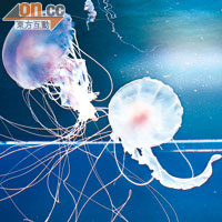 Jellyfish 水中舞者