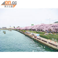 櫻花全開時，隅田川沿岸將出現連綿不絕的櫻花長龍，非常壯觀。